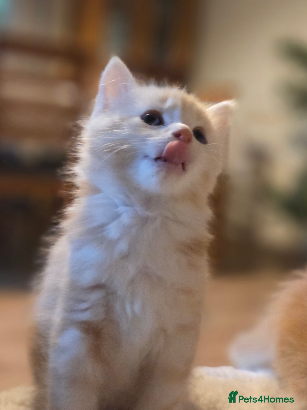 Maine Coon cats for sale: Fluffy ginger and cream maine coon cross kittens - Image 15