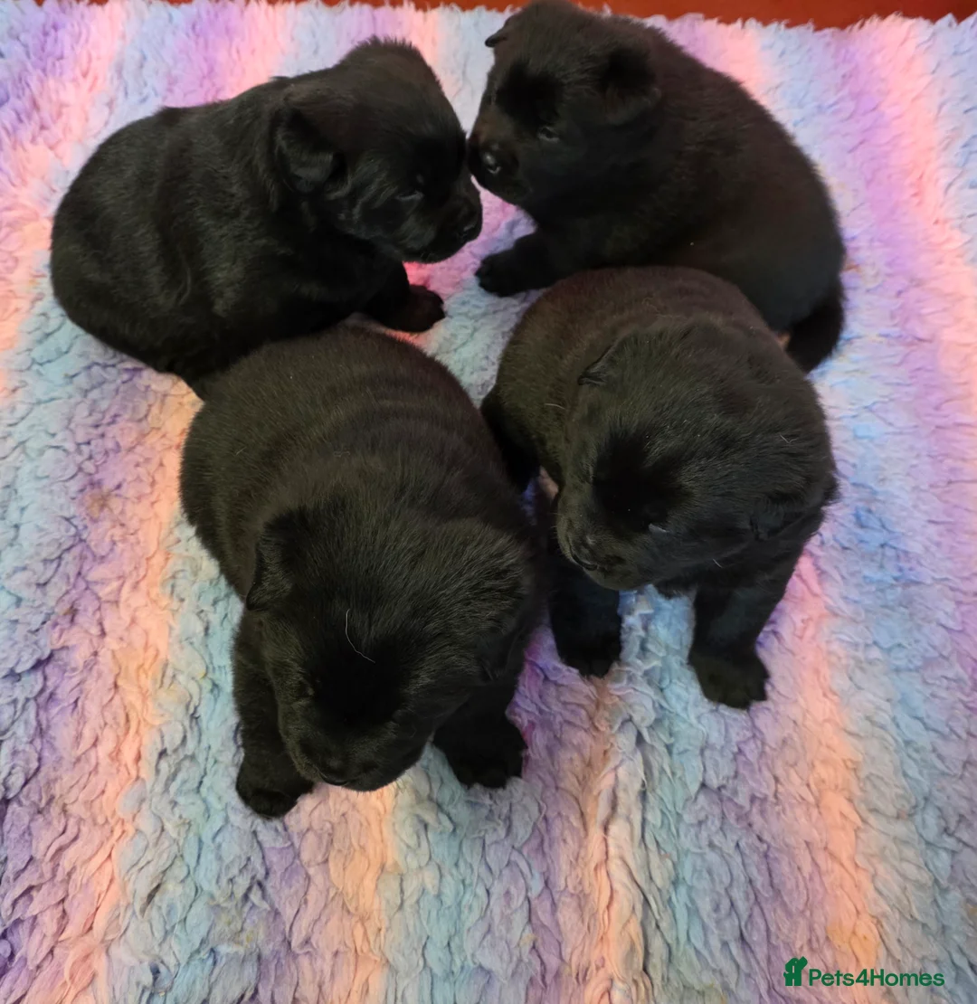 Mixed Breed dogs for sale: Gorgeous Chowador Puppies  - Advert 14