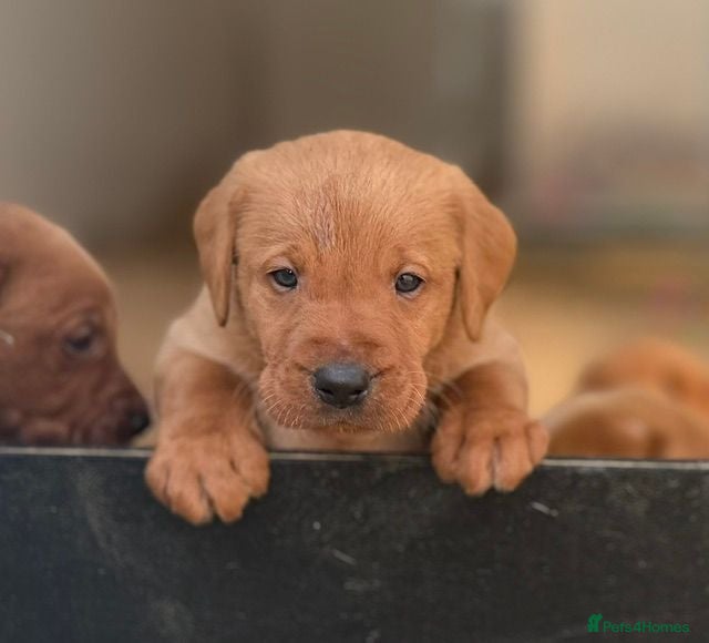 Labrador Retriever dogs Fox Red Labradors Available - Advert 1