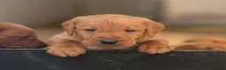 Labrador Retriever dogs for sale: Fox Red Labradors Available in Oswestry - Advert 1