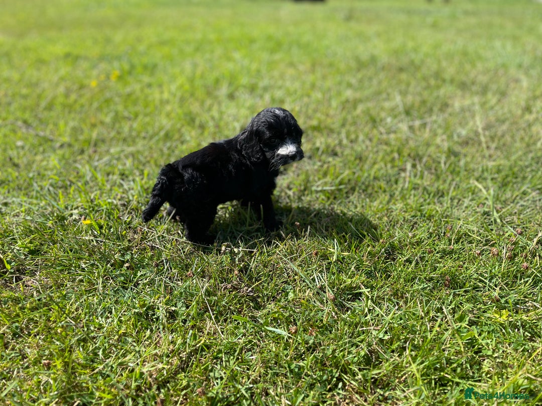 Cockapoo dogs for sale: F1 cockapoos - Image 17