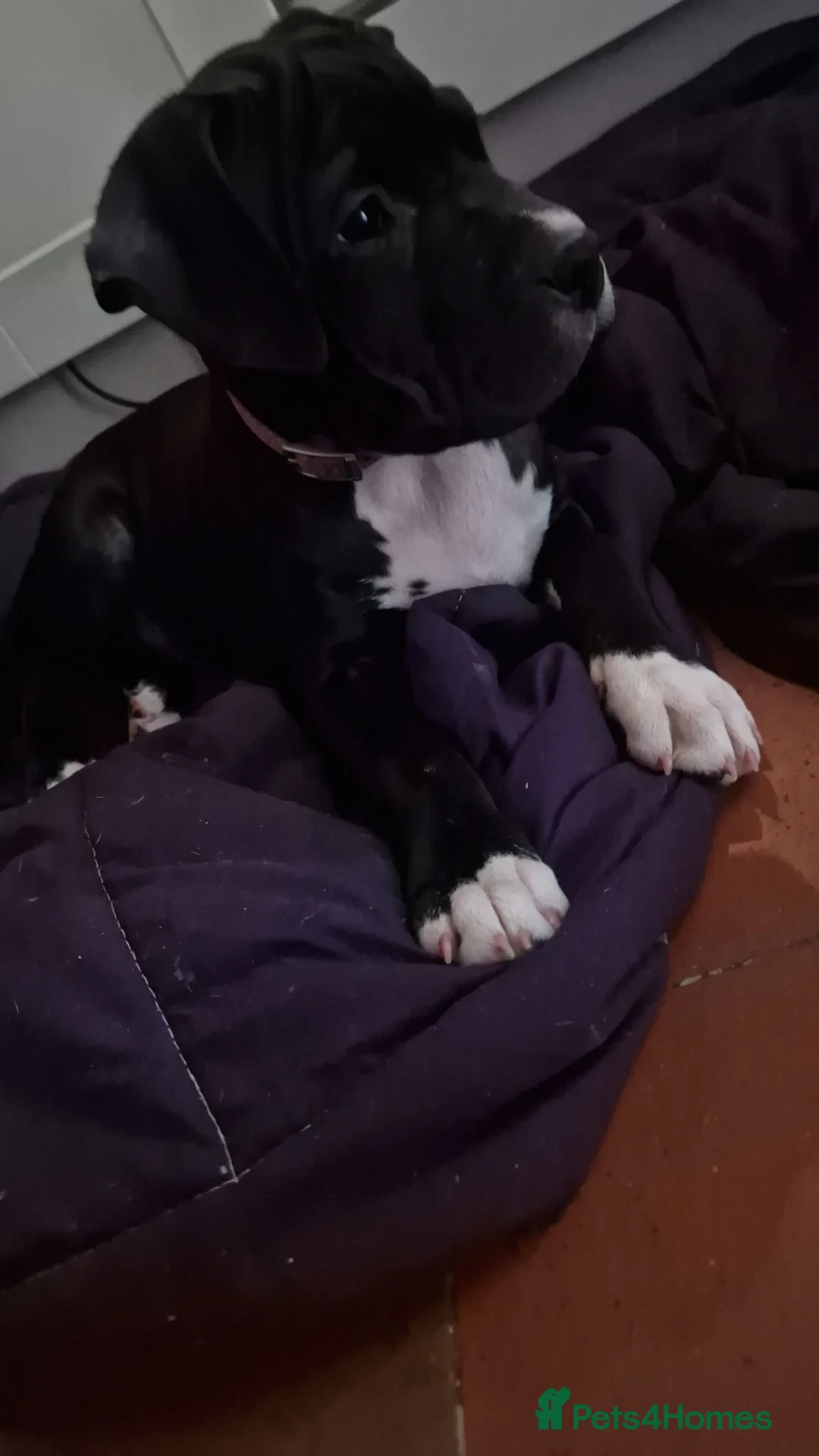 Mixed Breed dogs for sale: Here is karma  - Advert 2