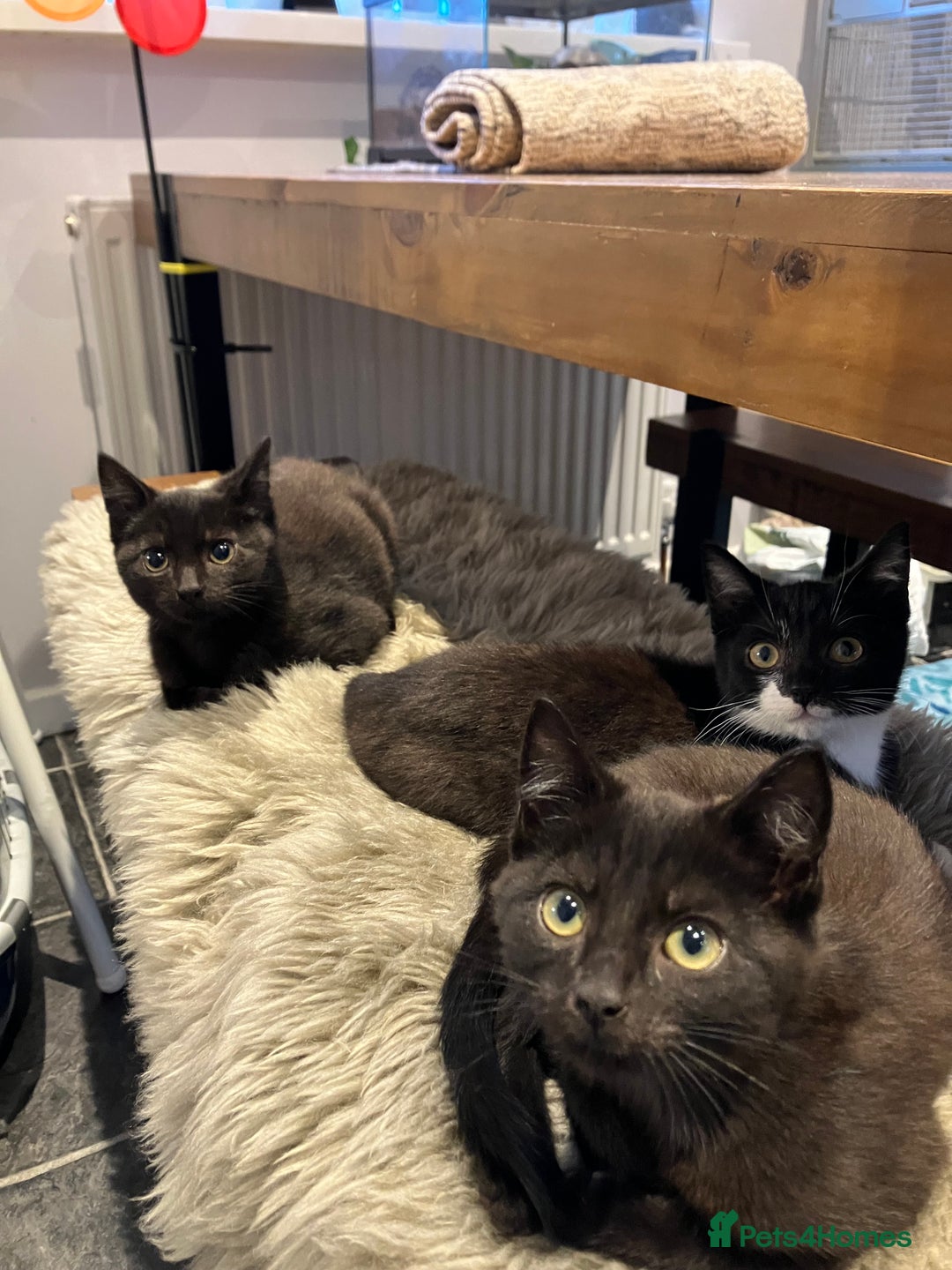 Mixed Breed cats for sale: The cutest little kittens for sale  - Advert 7