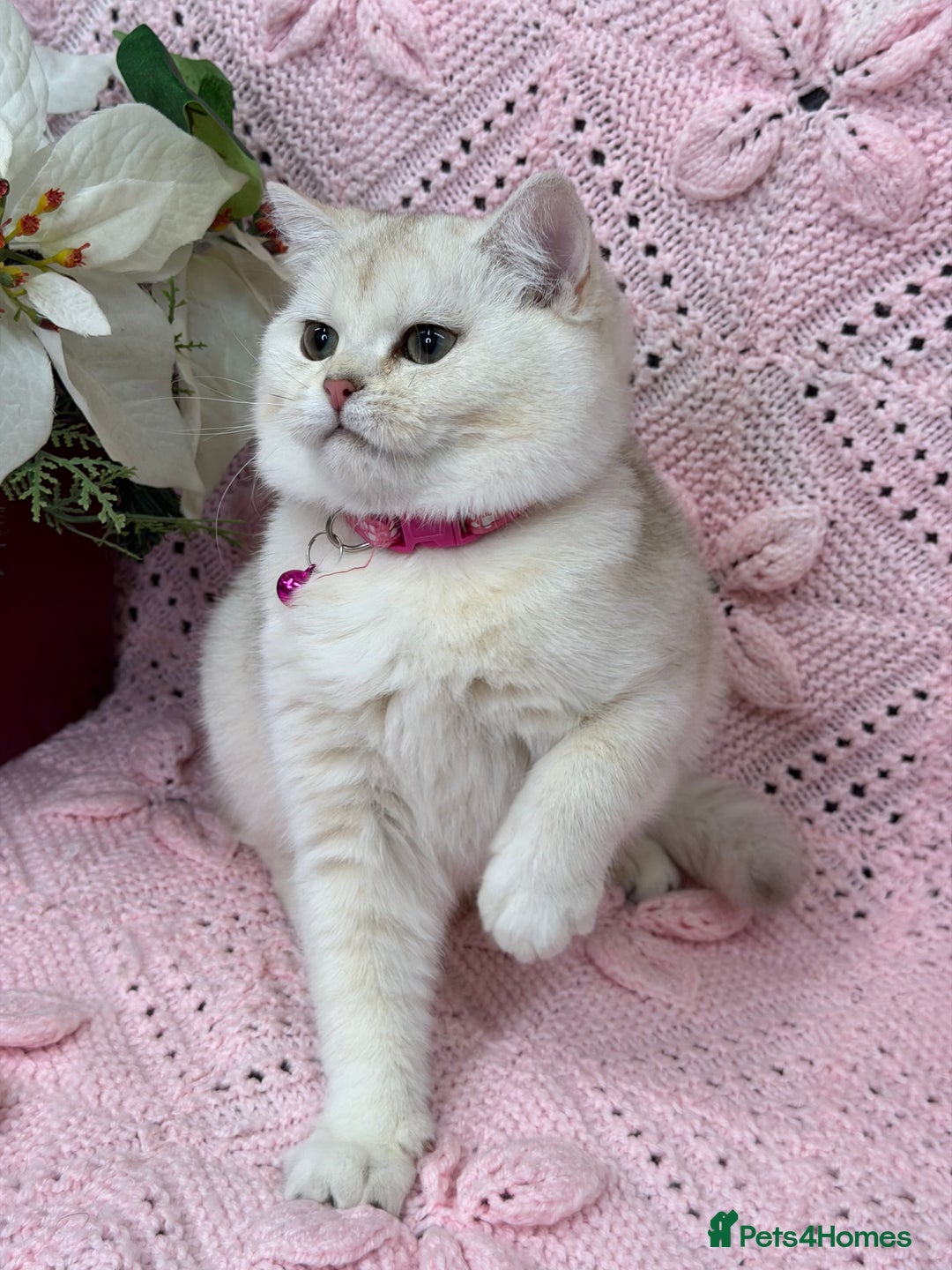 British Shorthair cats for sale: Adorable British sh silver shaded TICA - Advert 1