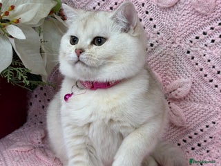 British Shorthair cats Adorable British sh silver shaded TICA - Advert 3