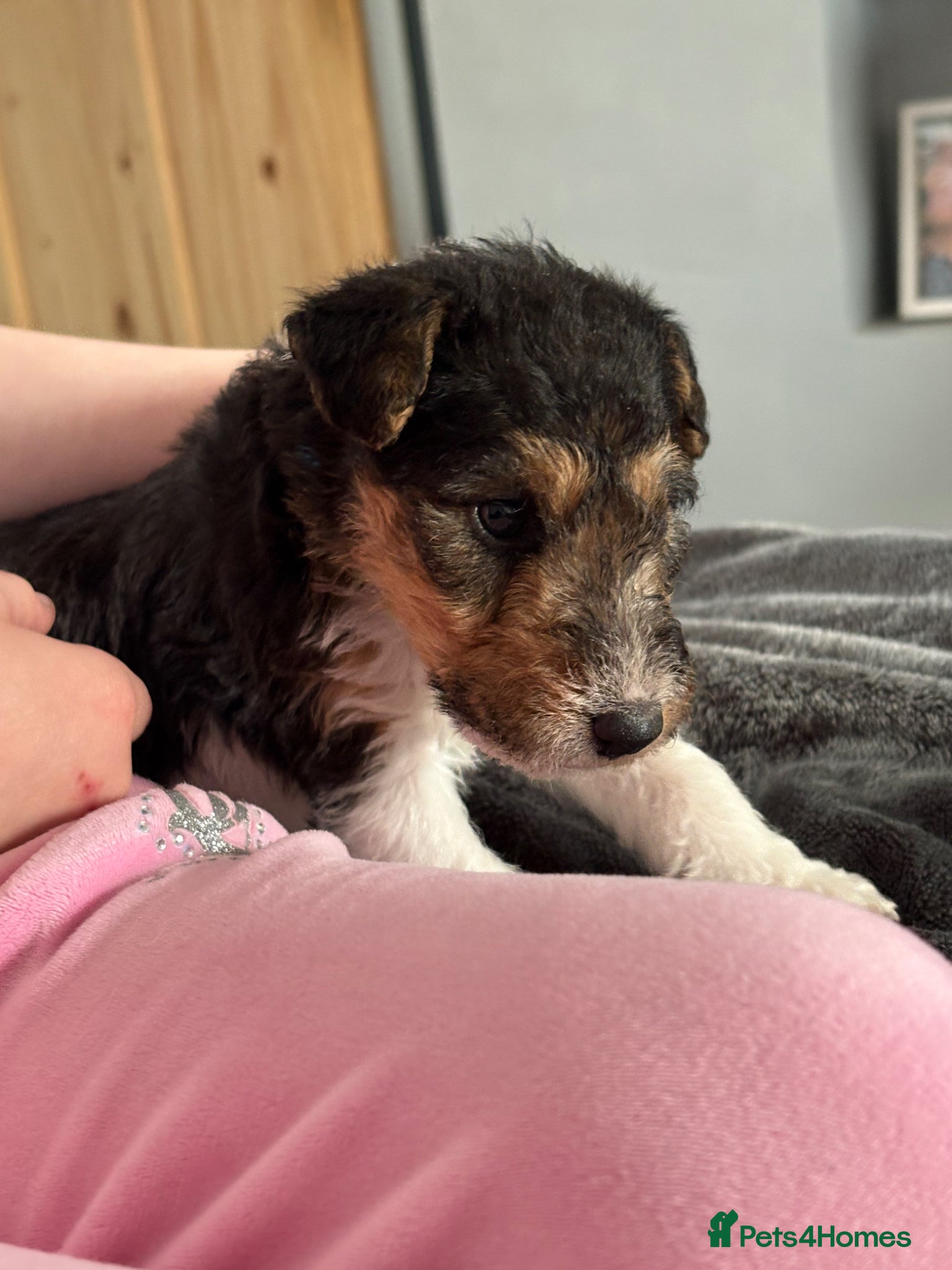 Fox Terrier dogs for sale: Wire haired fox terrier - Advert 12