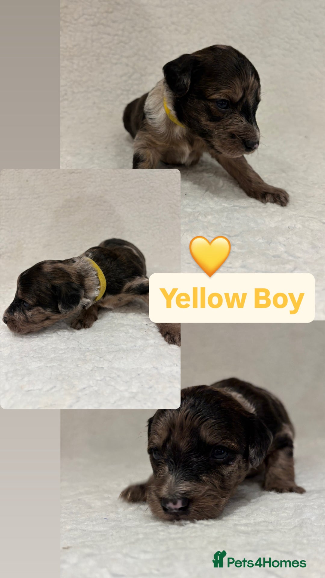 Mixed Breed dogs for sale: Mixed breed poodle puppies for sale  - Advert 9