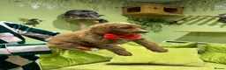 Goldendoodle dogs for sale: Golden doodles F2b L@@k reduced!!  - Advert 4