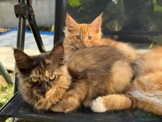 Maine Coon cats Maine coon x turkish van - Advert 10