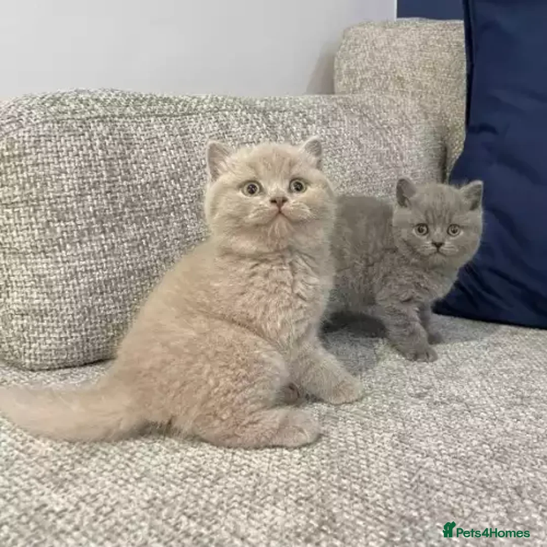 British Shorthair cats for sale: British Shorthair kittens - stunning litter - Advert 9