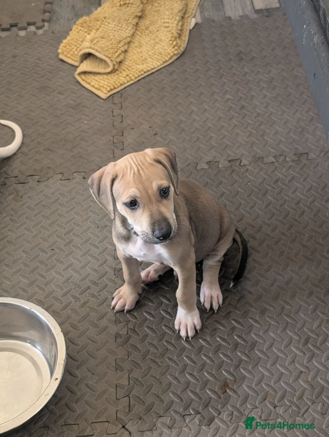 Mixed Breed dogs for sale: Ready for their forever home  in Pontyclun - Advert 5