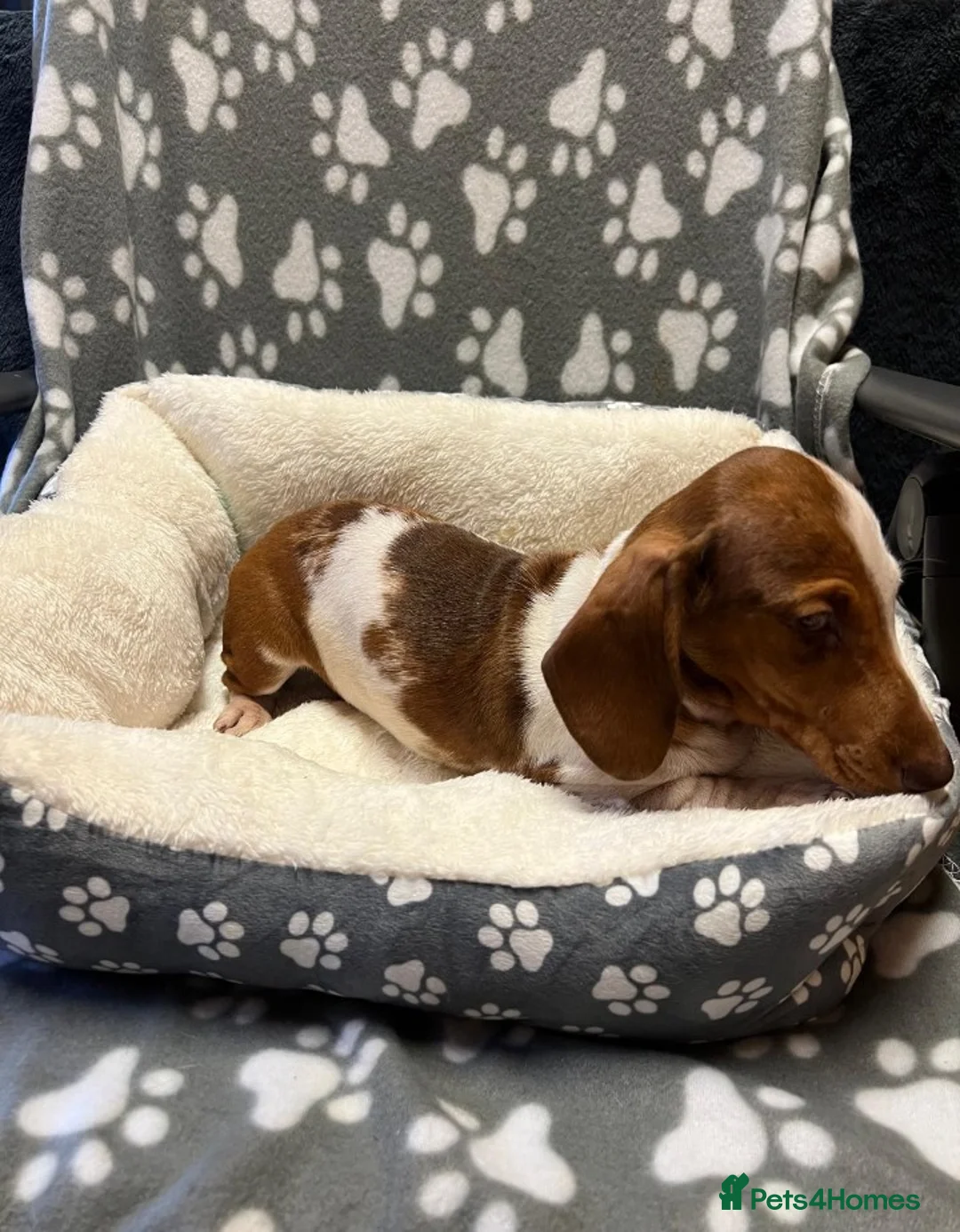 Miniature Dachshund dogs for sale: Beautiful miniature Dachshund puppies  - Advert 2
