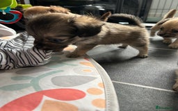 Chipoo dogs for sale: Chihuahua/poodle chipo girls - Image 9