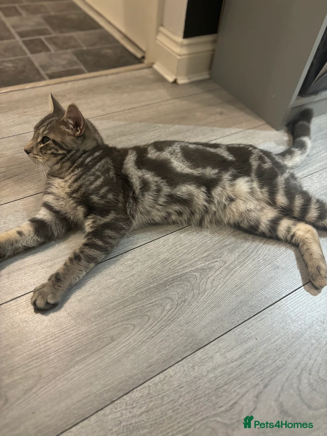 Mixed Breed cats for sale: Ragdoll X Bengal - Advert 6