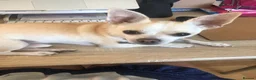 Chihuahua dogs for sale: Male deer head chihuahua - Advert 5