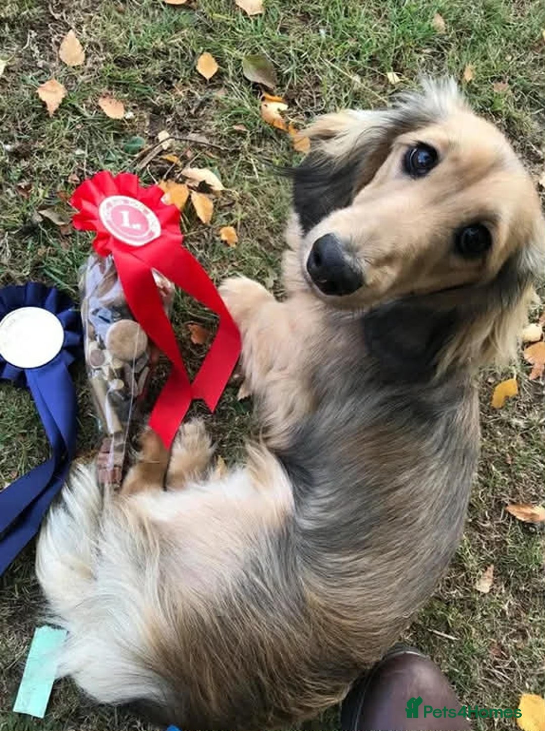 Miniature Dachshund dogs for sale: Kc. Healthtested Miniature Longhaired Dachshund - Advert 3