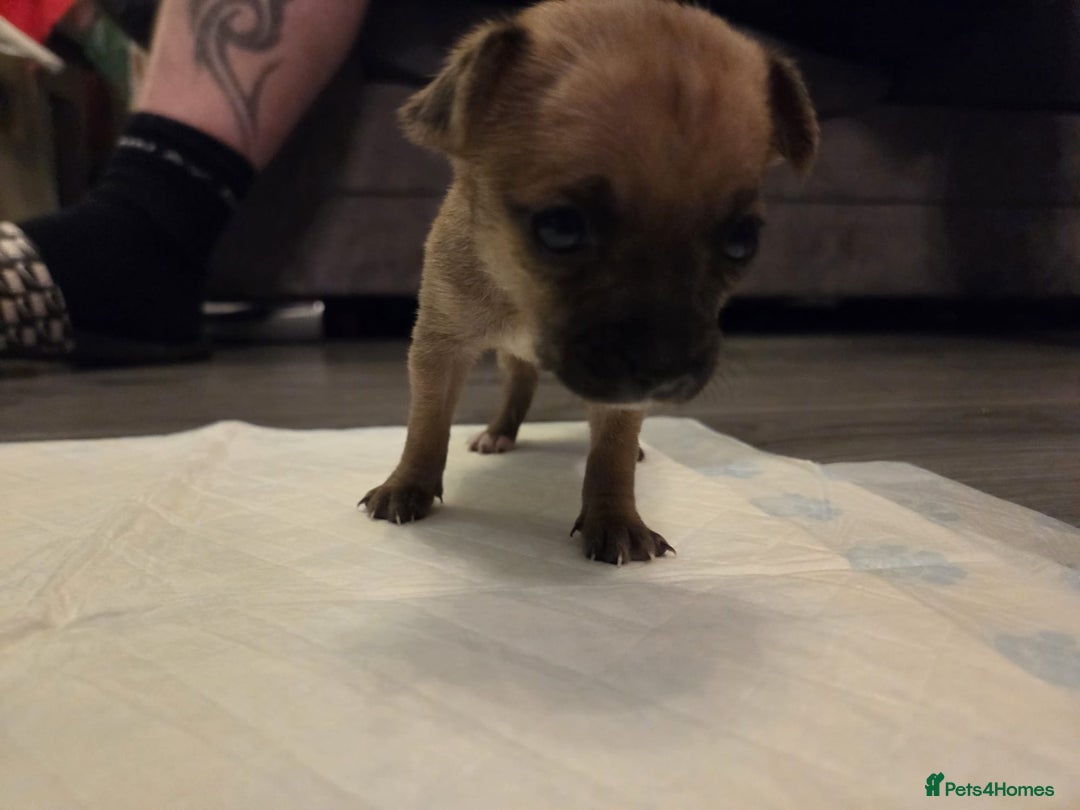 Mixed Breed dogs for sale: Jackchi - Advert 13