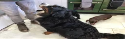 Bernese Mountain Dog dogs for sale: Stunning Bernese Mountain Dog, - Advert 2