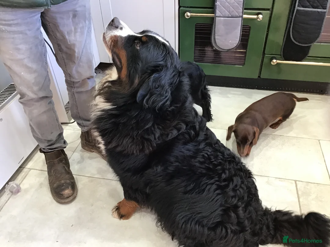 Bernese Mountain Dog dogs for sale: Stunning Bernese Mountain Dog, - Advert 2