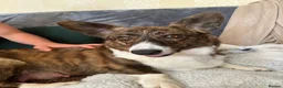 Welsh Corgi Cardigan dogs for sale: Three stunning puppies of Welsh Corgi Cardigan - Advert 13