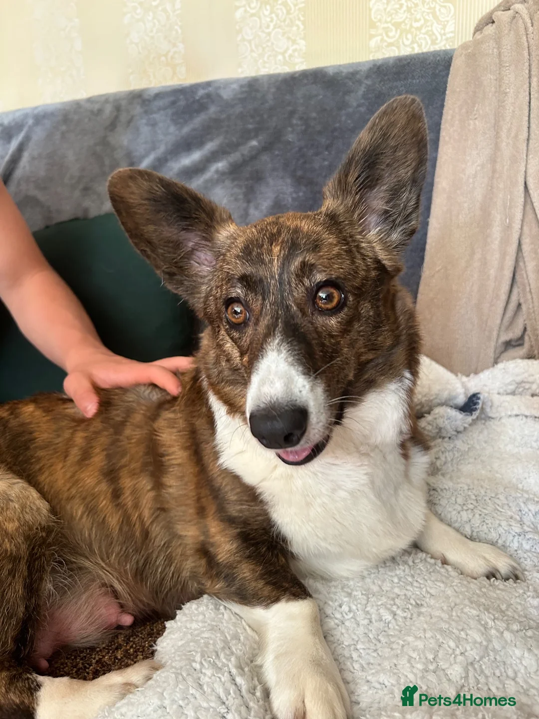 Welsh Corgi Cardigan dogs for sale: Three stunning puppies of Welsh Corgi Cardigan - Advert 13