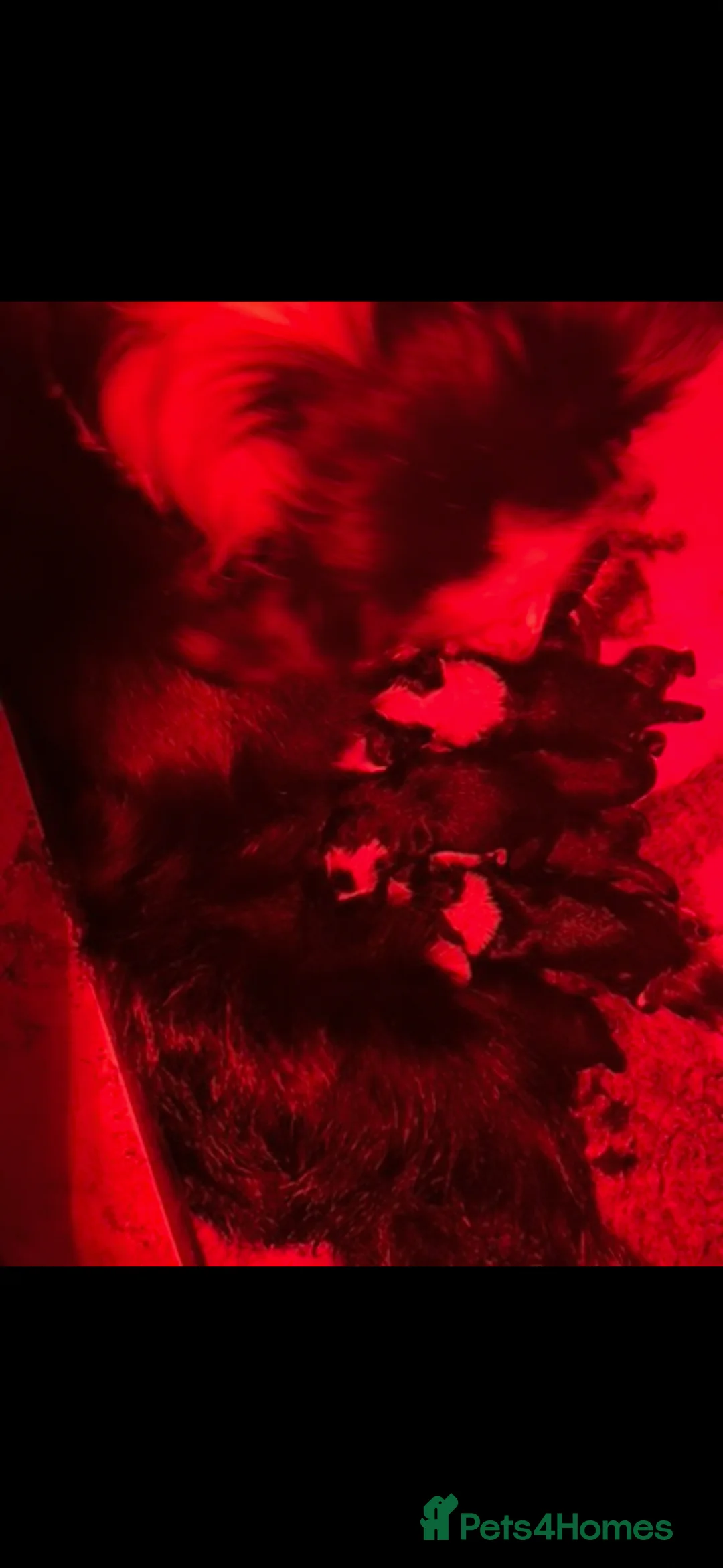 Border Collie dogs for sale: Border collie puppies  - Advert 2