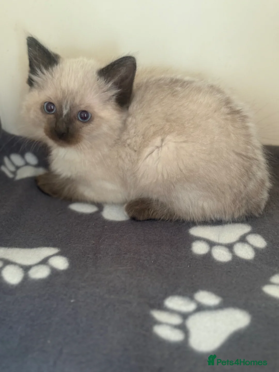 Ragdoll cats for sale: Ragdoll kittens - Advert 2