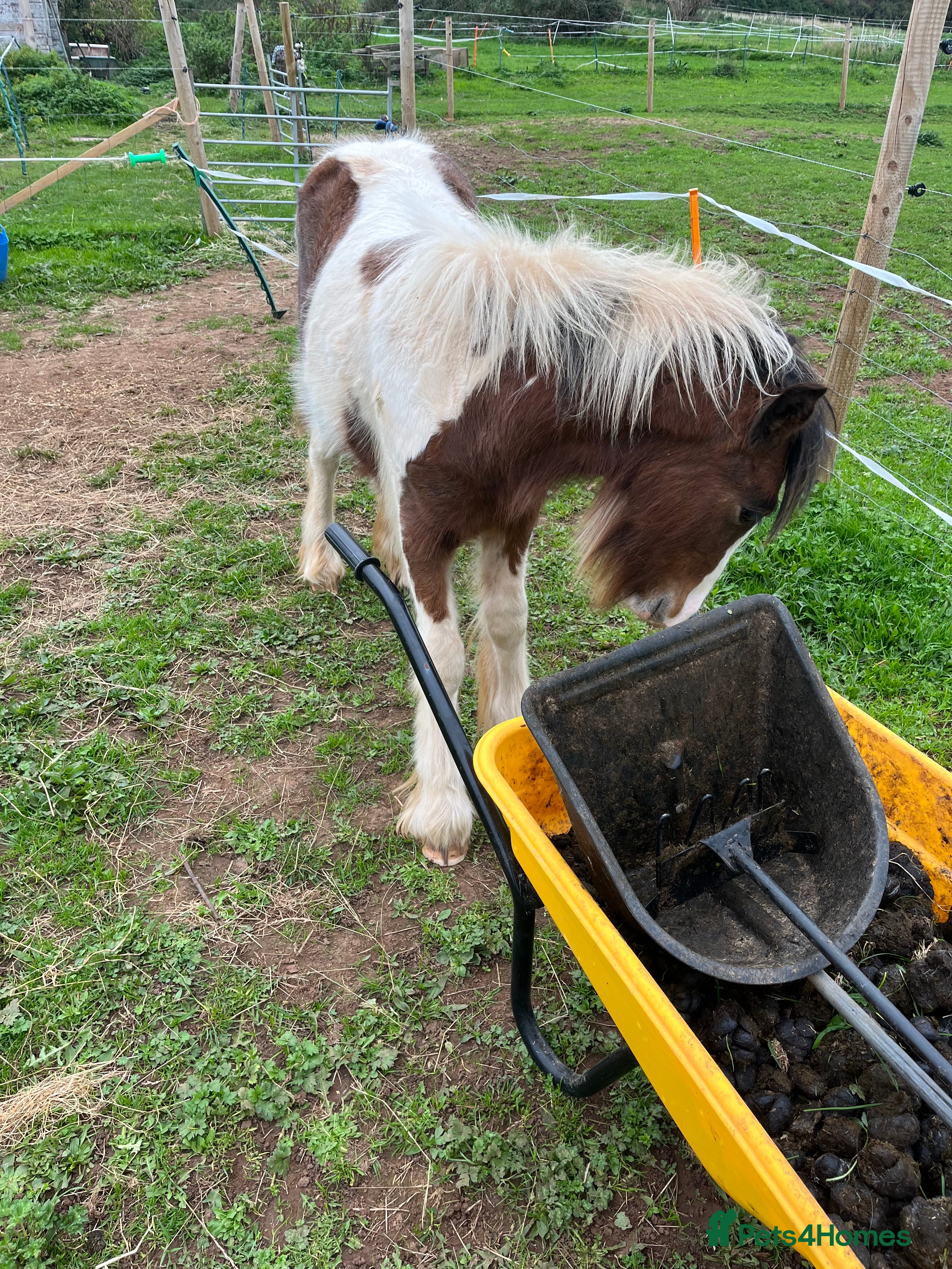Irish Cob horses beautiful cob colt  - Advert 15