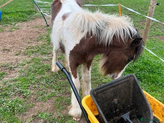 Irish Cob horses beautiful cob colt - Advert 15