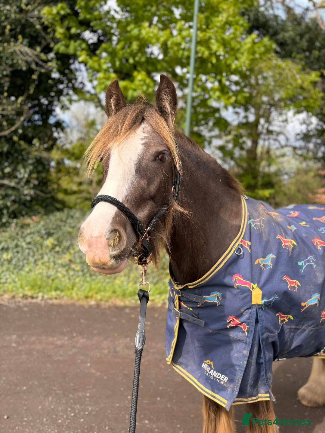 Irish Cob horses for sale: 13.3 bum high 6 year old mare - Advert 7