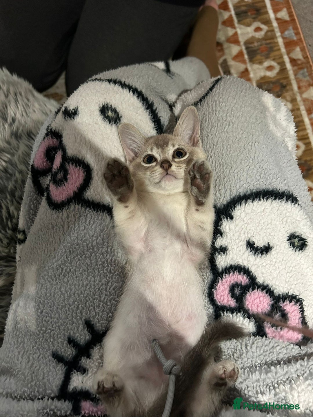 Burmese cats for sale: GCCF reg Pedigree Kittens - Image 7