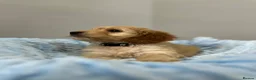 Cockapoo dogs for sale: ⭐️ BEAUTIFUL F1 TOY COCKAPOOS ⭐️ - Advert 9