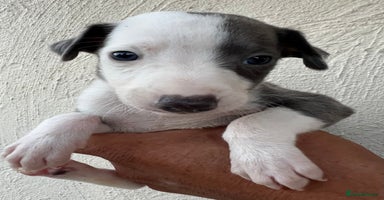 Whippet dogs - Advert 14