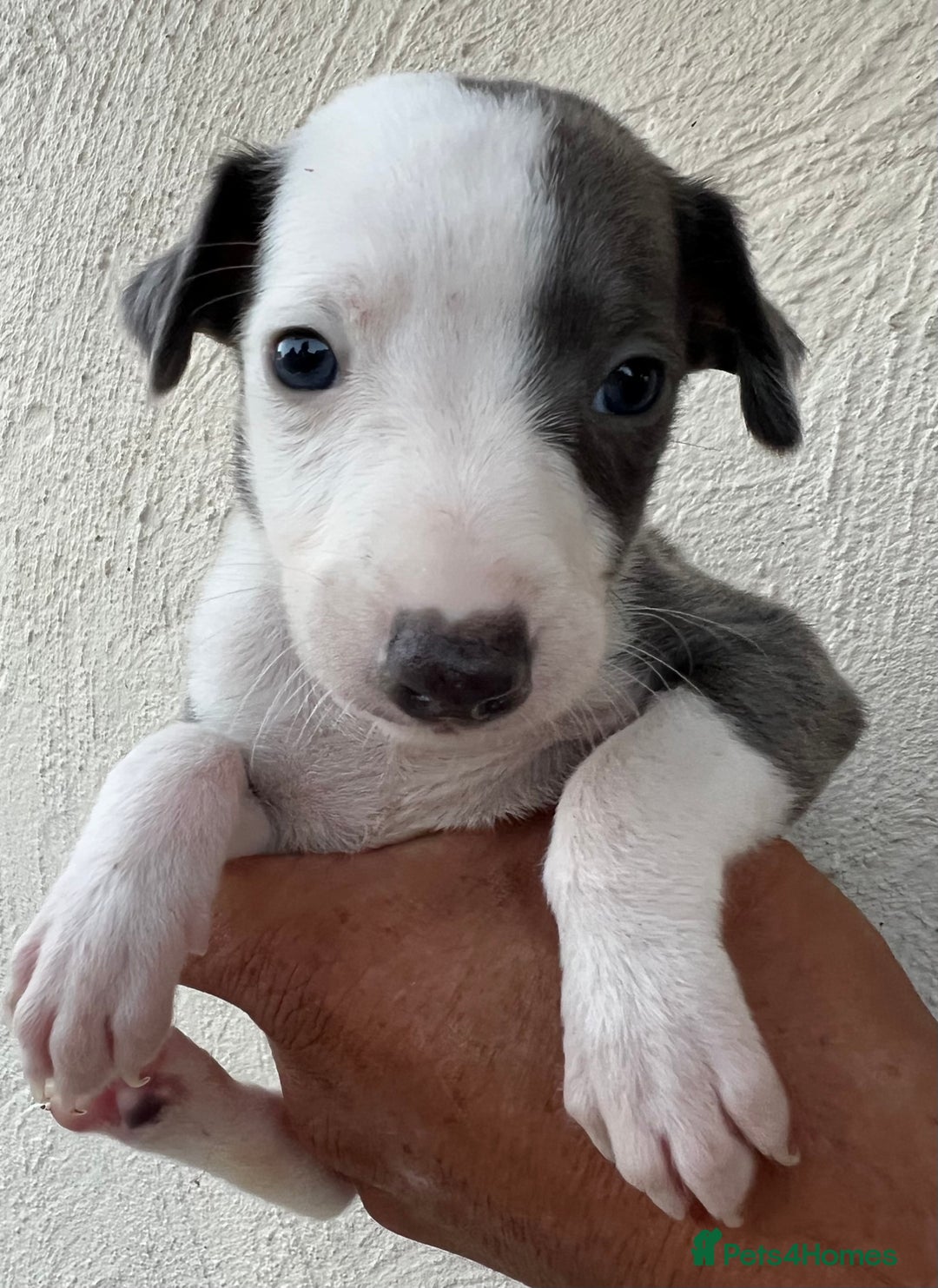 Whippet dogs for sale: Whippet puppies Ready soon! 5 BOYS left  - Image 3