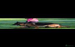 German Shepherd dogs for sale: TOP QUALITY LINES GSD PUPS AVAILABLE NOW - Image 16