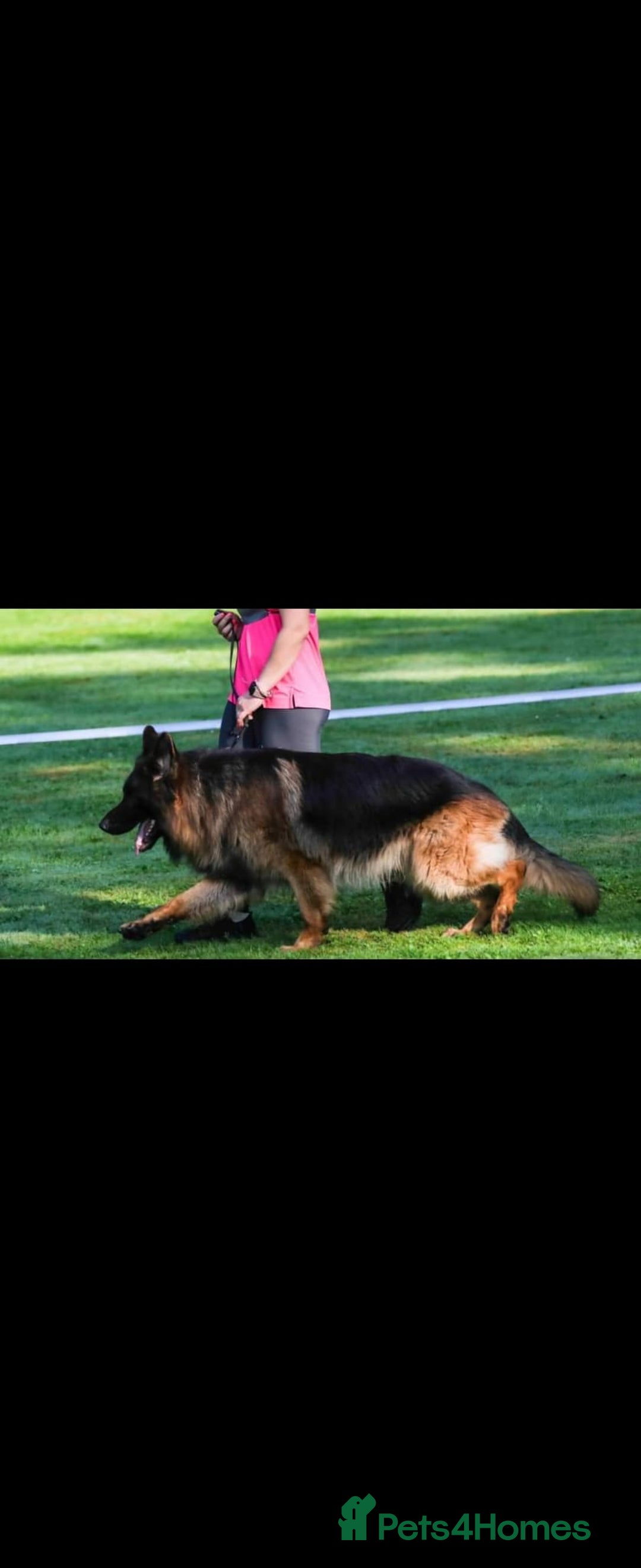 German Shepherd dogs for sale: TOP QUALITY LINES GSD PUPS AVAILABLE NOW - Image 16