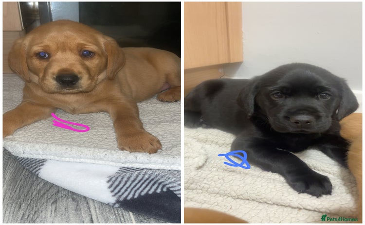 Labrador Retriever dogs Last 2 KC Labrador FTCH hereditary clear pups - Advert 14