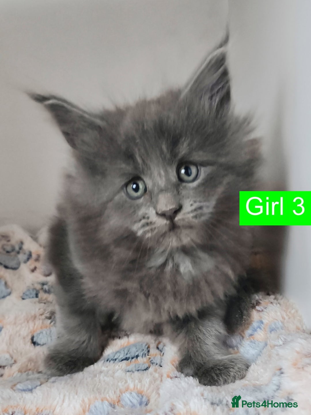 Maine Coon cats for sale: Blue Maine coon kittens + DNA health tested  - Advert 35