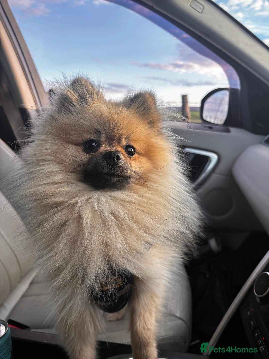 Pomeranian dogs for stud: Pomeranian *STUD*  - Advert 3