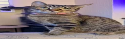 Mixed Breed cats for sale: 3 beautiful female kittens  - Advert 1