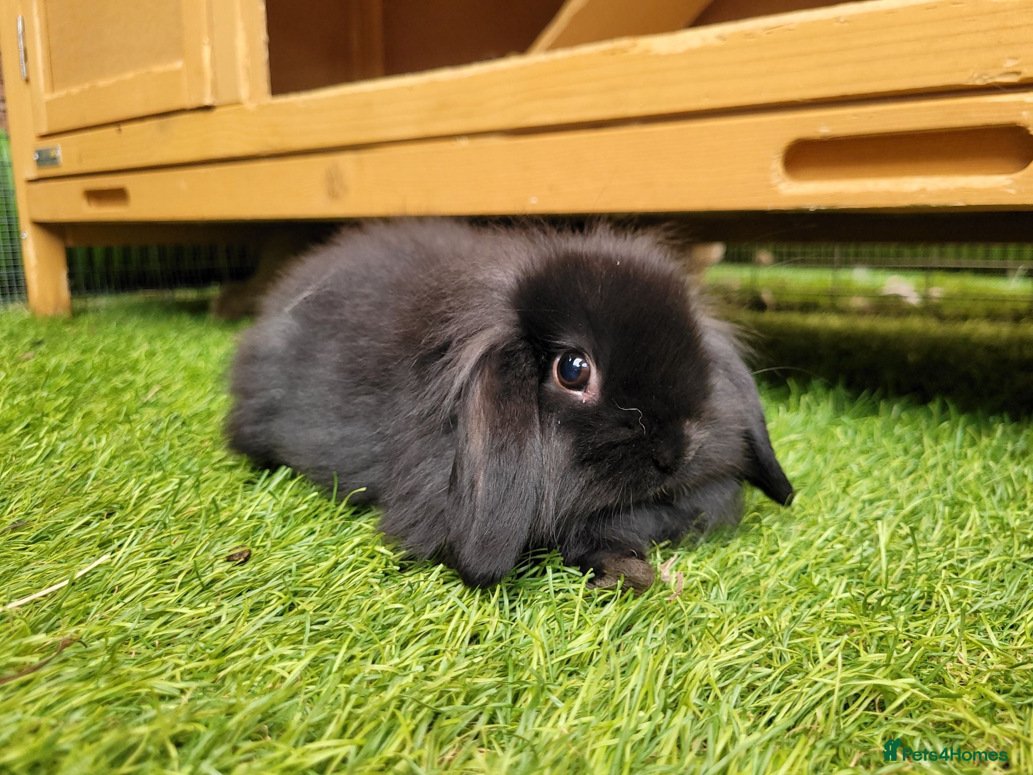 Mini Lion Lop rabbits Stunning Mini Lion Lop - ONE LEFT - Advert 1