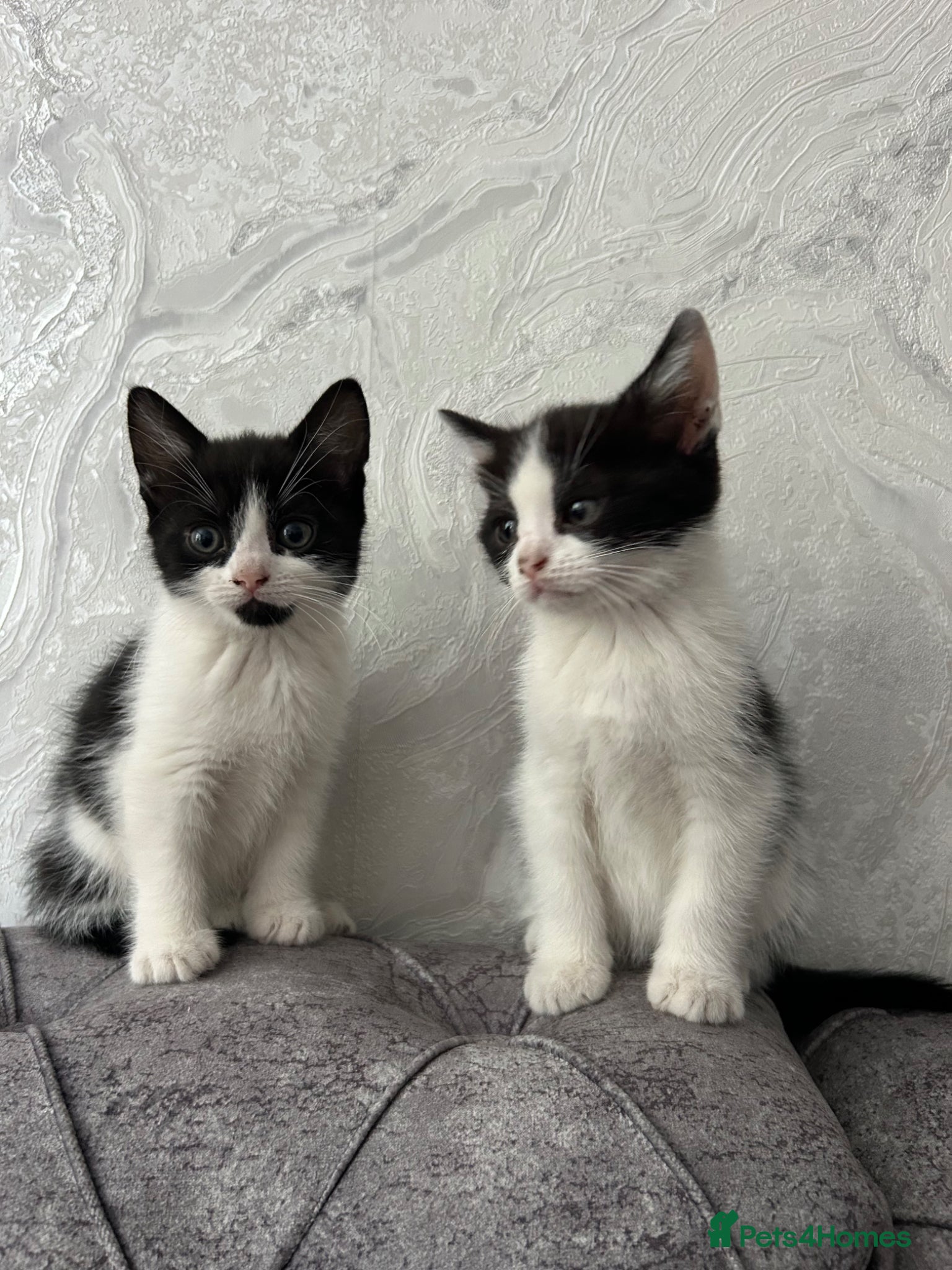 Domestic Shorthair cats 🐾Fluffy black and white kittens🐾 - Advert 6