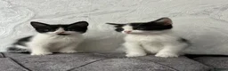Domestic Shorthair cats for sale: 🐾Fluffy black and white kittens🐾 - Advert 12