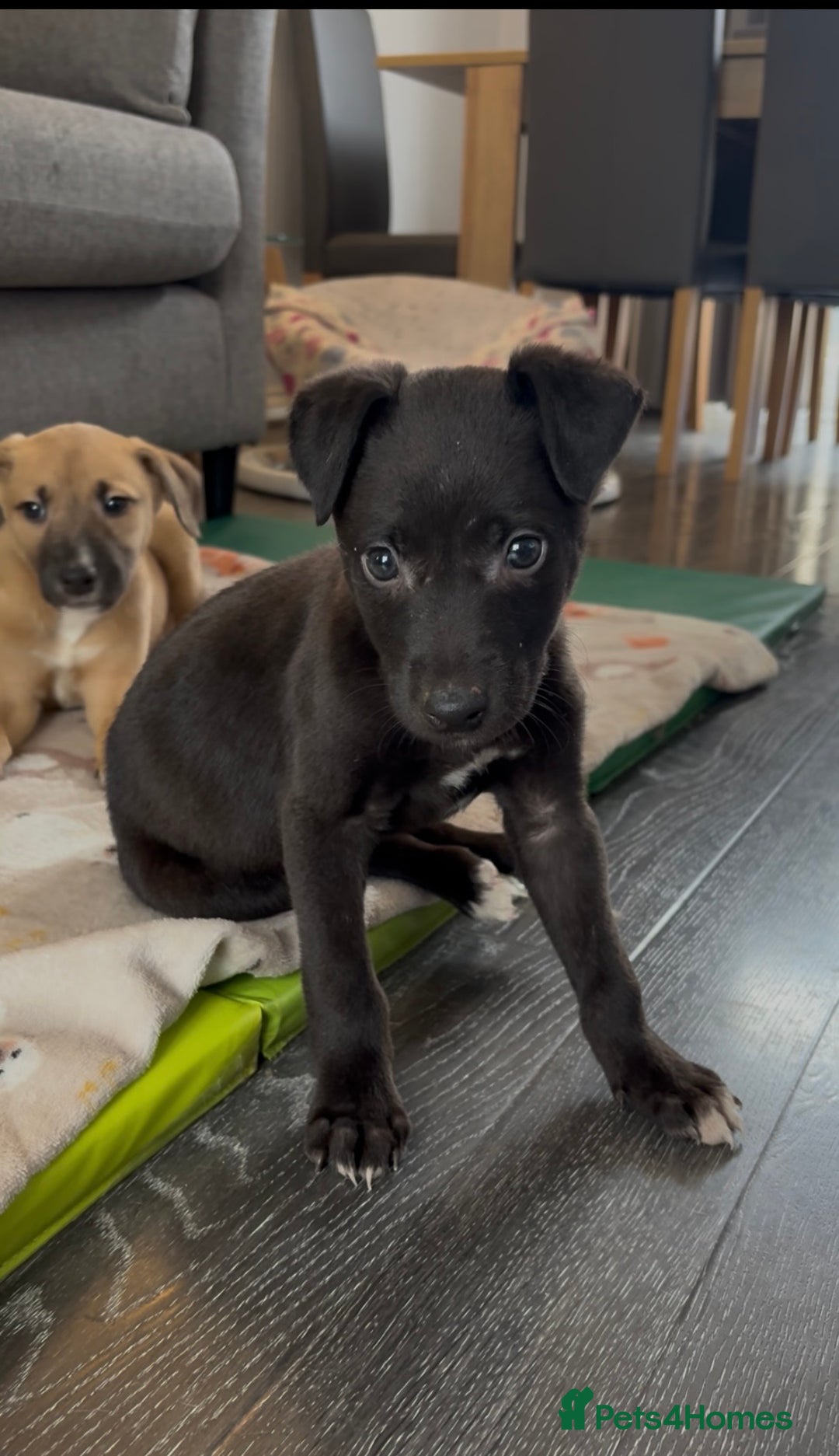 Mixed Breed dogs for sale: Collie x puppies - Image 1