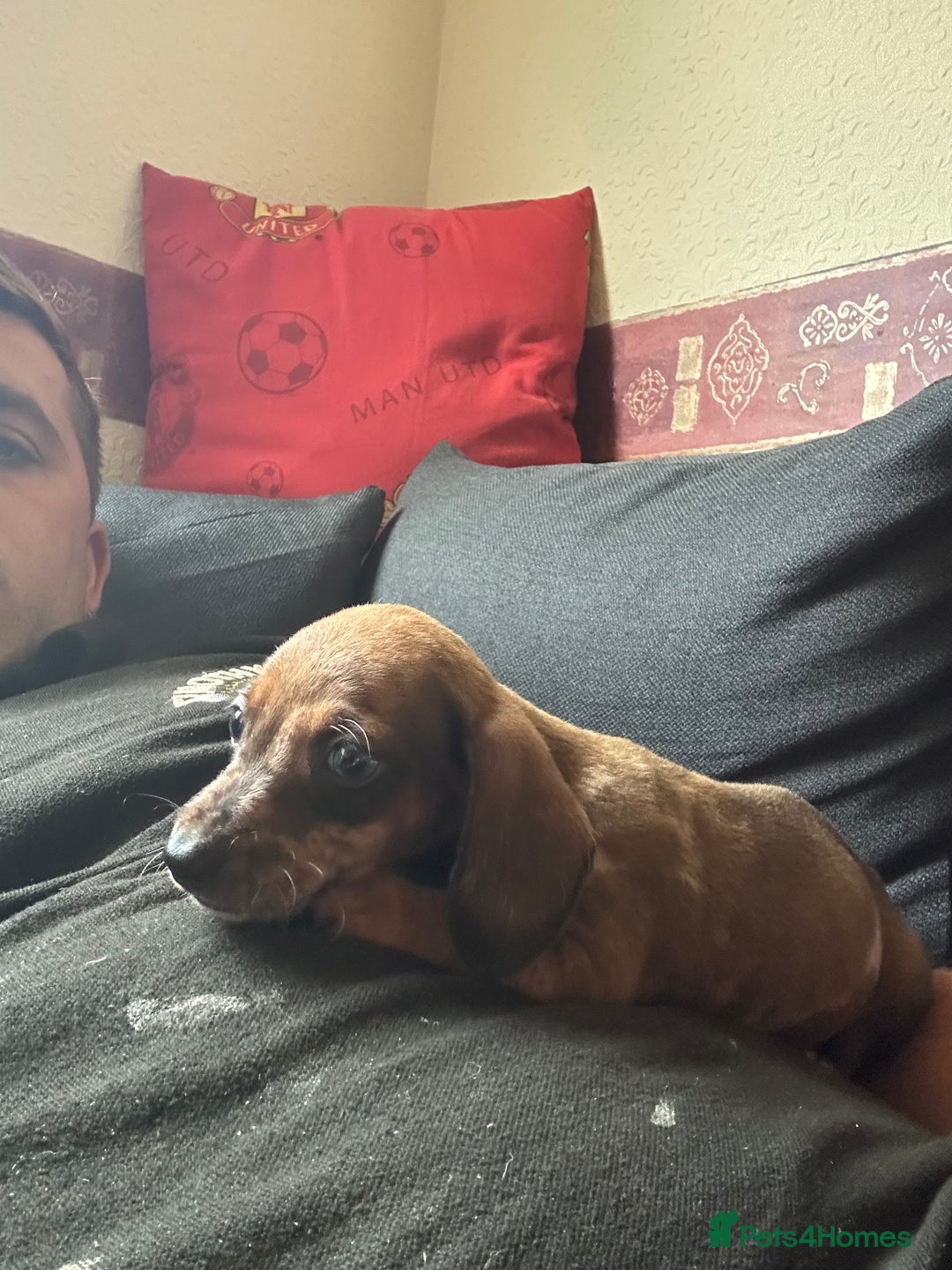 Dachshund dogs for sale: Dachshund pups  - Image 7