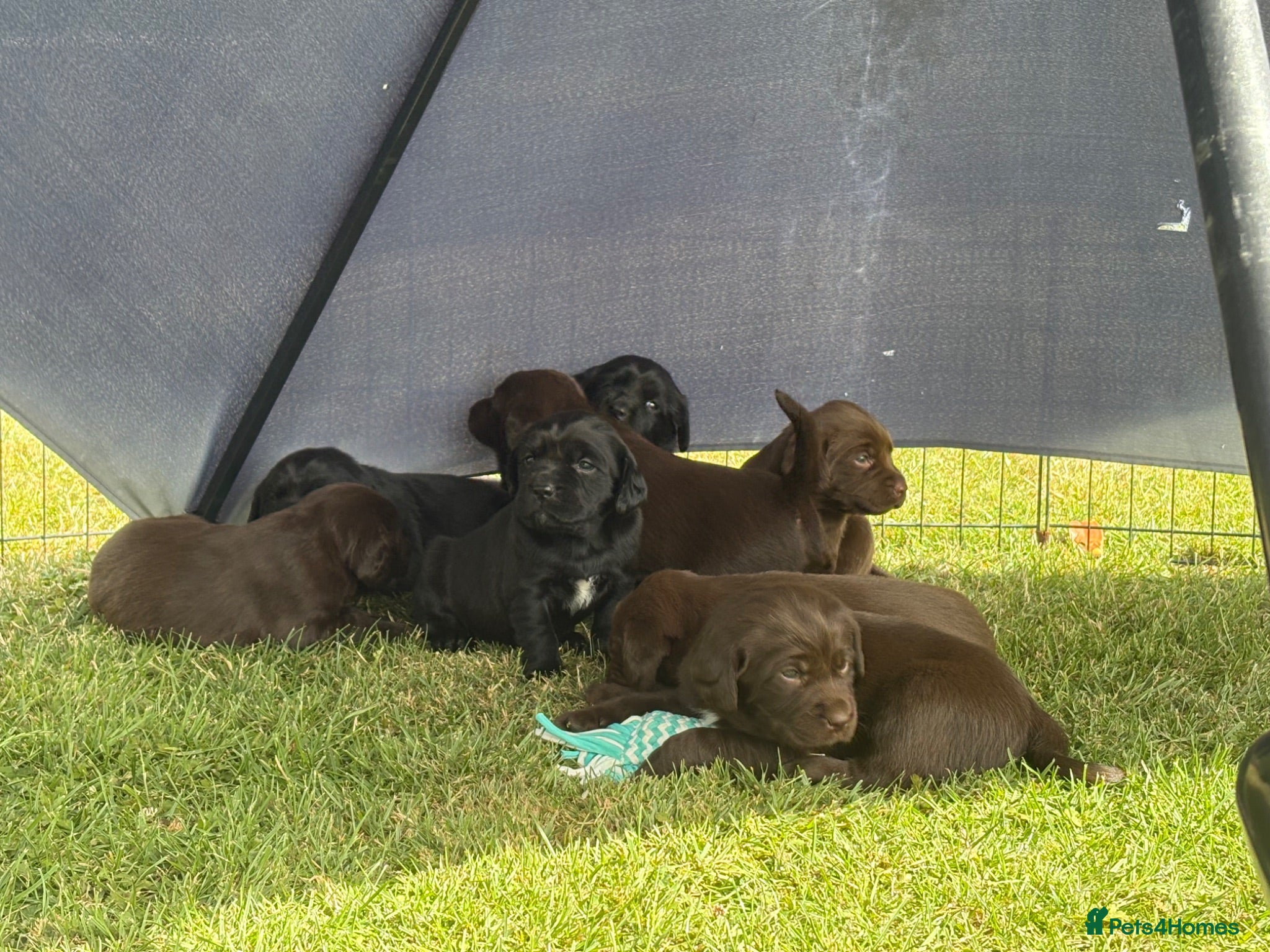 Springador dogs 8 Springador Puppies - Advert 18