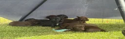 Springador dogs for sale: 8 Springador Puppies - Advert 1