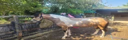 Welsh Section A horses for sale: BUCKSKIN AND WHITE 2 YRS 5 MNTHS COLT. - Advert 2