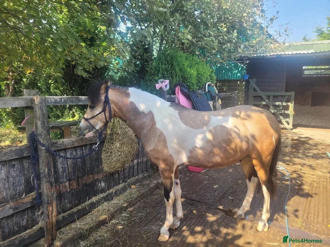 Welsh Section A horses for sale: BUCKSKIN AND WHITE 2 YRS 5 MNTHS COLT. - Advert 2