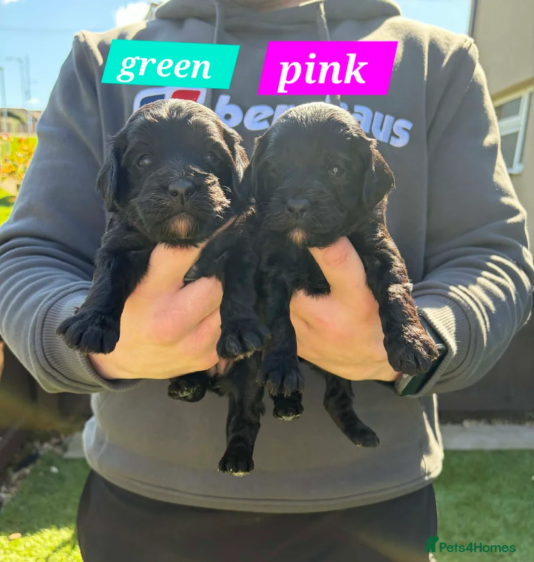 Cockapoo dogs for sale: Last girl 🍊  collar 😊💖 F1 cockapoos - Advert 14
